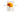 Marigold Flower Extract: A Natural Source of Eye-Supporting Antioxidants